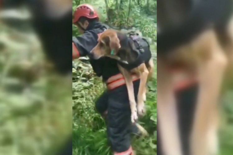 İtfaiye eri dereye d&uuml;şen k&ouml;peği sırtında taşıyarak kurtardı