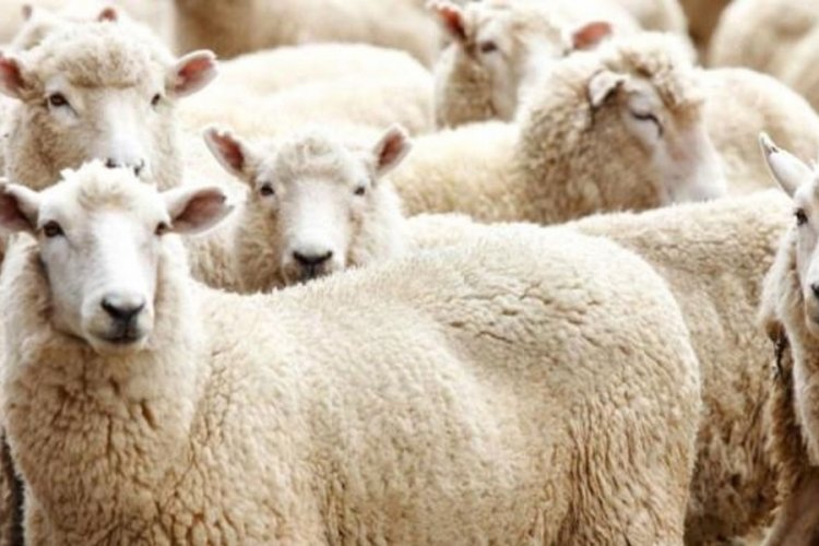 Bursa Osmangazi'de kurban kesim yerleri belli oldu