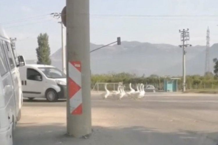 Bursa'da yola &ccedil;ıkan  bir grup kaz nedeniyle trafik durdu