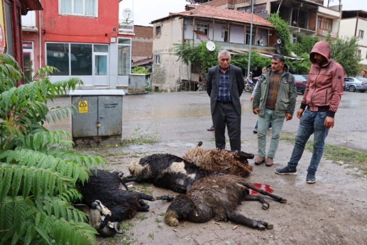 Elektrik akımına kapılan kurbanlık koyunlar telef oldu
