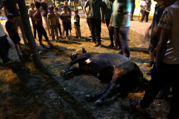 Ka&ccedil;an danayı kurban yakalama timi yakaladı