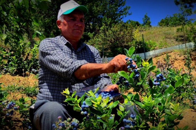 Bursa'da yaban mersini eken &ccedil;ift&ccedil;i, d&ouml;n&uuml;m&uuml;nden 100 bin lira kazanıyor