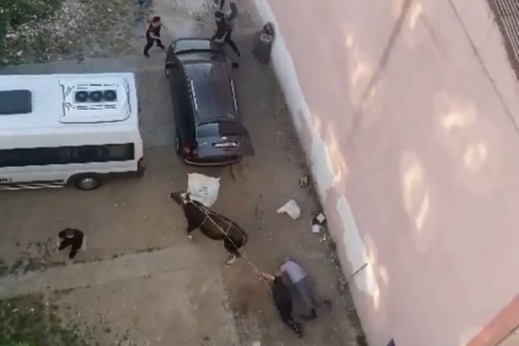 Sahiplerinin elinden kurtulan kurbanlık ortalığı birbirine kattı