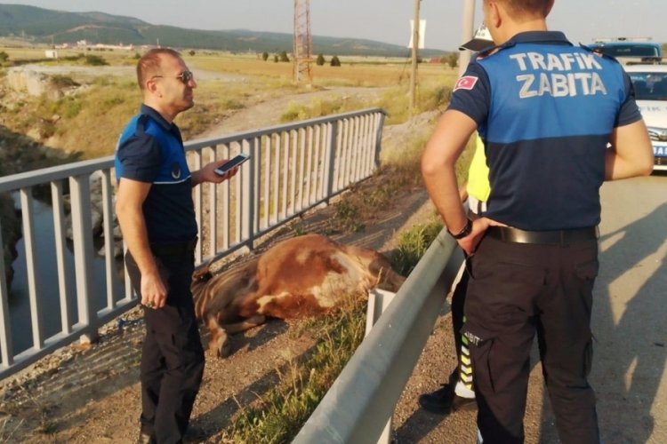 Kurbanlığa otomobil &ccedil;arptı, s&uuml;r&uuml;c&uuml; yaralandı