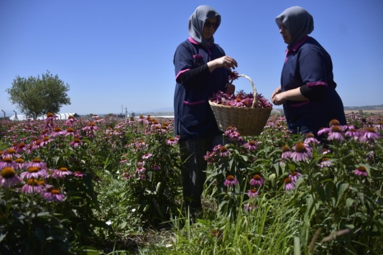 Bursalı &ccedil;ift&ccedil;iler ekinezya yetiştirerek birlikte kazanıyor