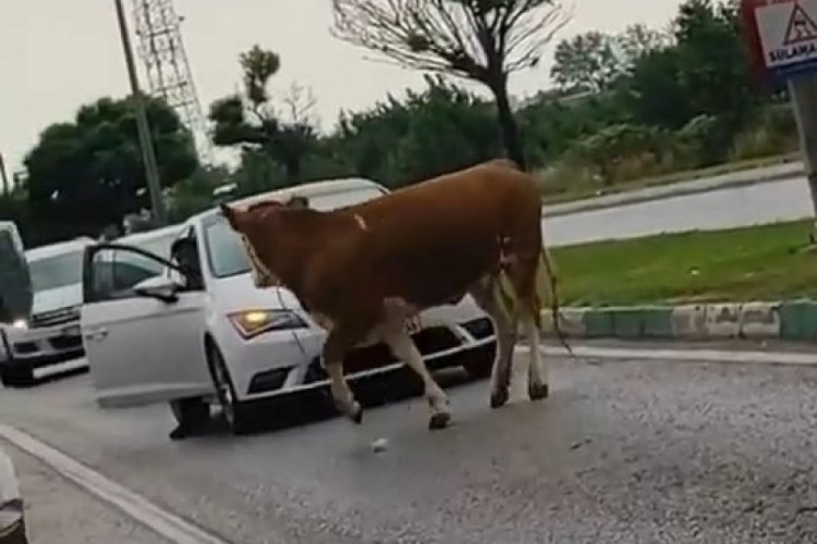 Bursa'da ka&ccedil;ak kurbanlıklar trafiği birbirine kattı