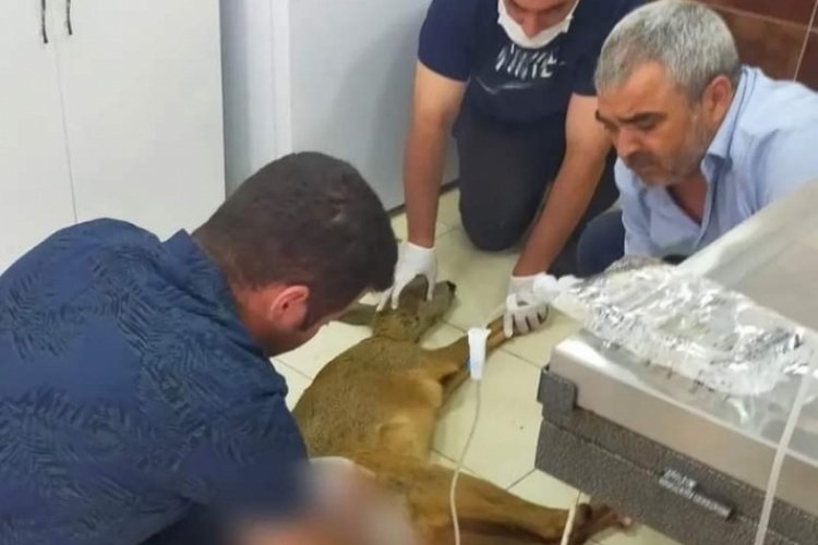 Yaralı Karaca tedavi altına alındı
