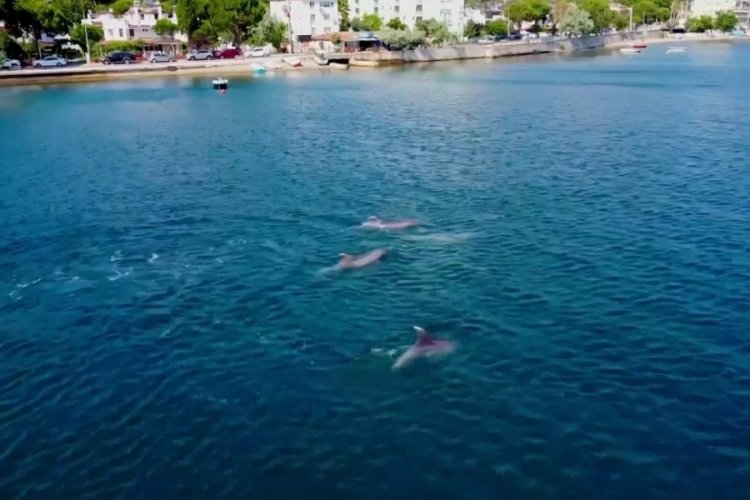 Bursa Gemlik K&ouml;rfezi'nde yunuslardan g&ouml;rsel ş&ouml;len