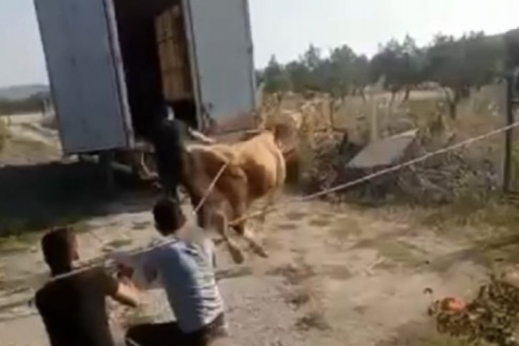 Bursa'da &ouml;fkeli boğayı zor zapt ettiler