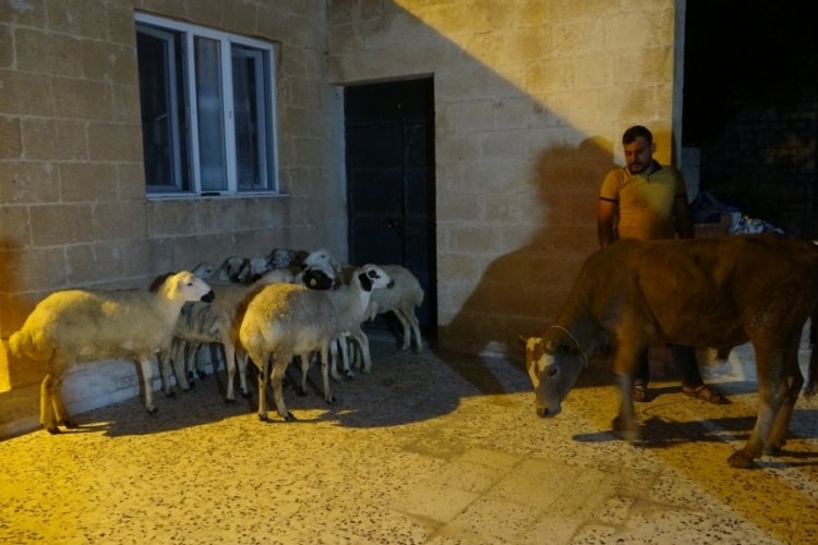 Almanya'da yaşayan Mardinli vatandaş Cumhurbaşkanı Erdoğan i&ccedil;in 11 kurban kestirdi