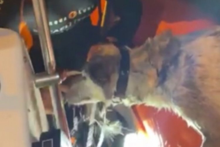 Denizde mahsur kalan k&ouml;peği itfaiye kurtardı