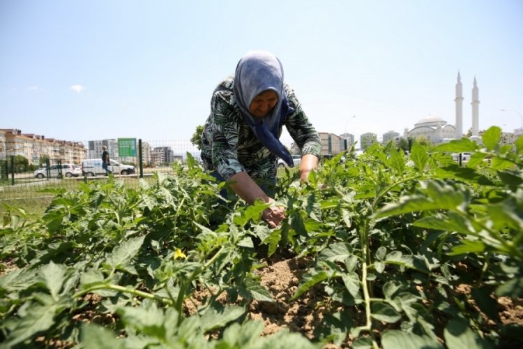 Bursa'da evlerin arasında tarımla uğraşıyorlar