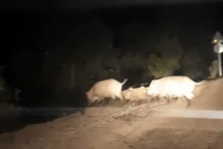 Bursa'da a&ccedil; kalan domuz s&uuml;r&uuml;s&uuml; k&ouml;ye indi