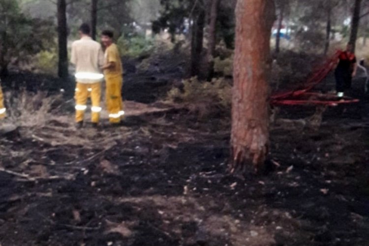 Sigara izmariti ormanı yakıyordu