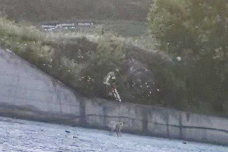 Bursa'da mahsur kalan k&ouml;pek, merdivenle kurtarıldı