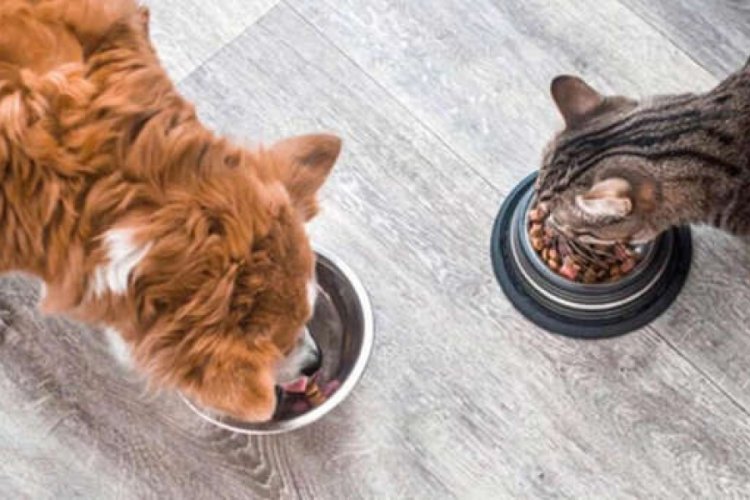 Kedi mamasında kimyasal madde iddiası