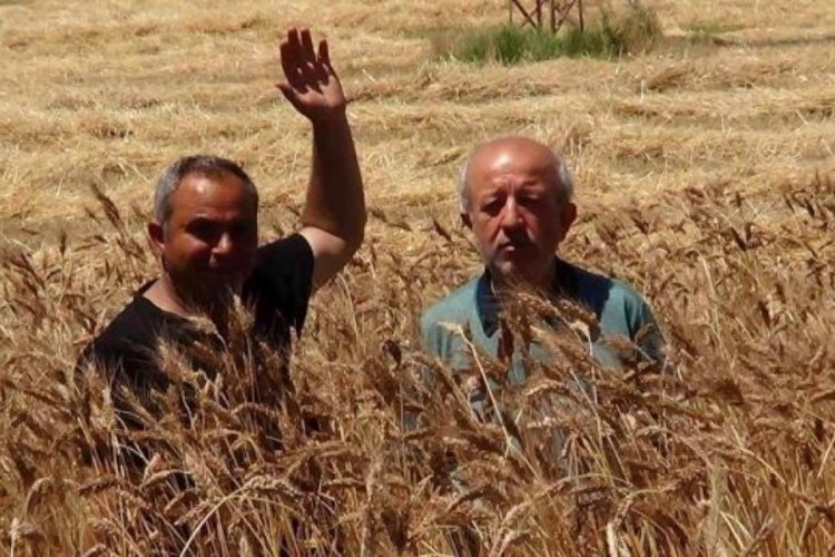Siyez buğdayı Afyonkarahisar'da vatandaşın sevindirdi