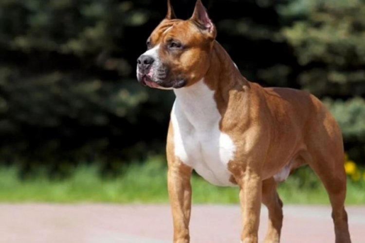 Danıştay'dan "American Staffordshire Terrier" cinsi k&ouml;pekler hakkında karar