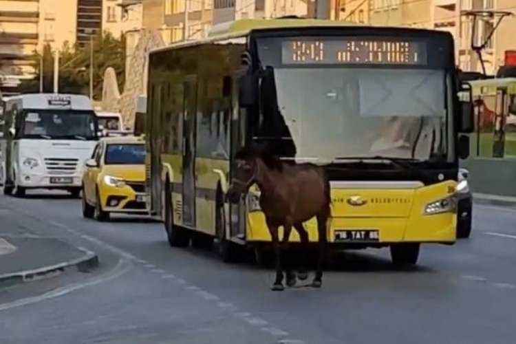Bursa'da başıboş at trafiği aksattı