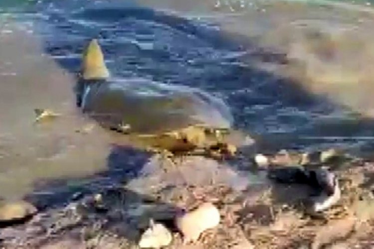 Nesli t&uuml;kenme tehlikesinde olan kaplumbağa balık&ccedil;ı oltasına takıldı