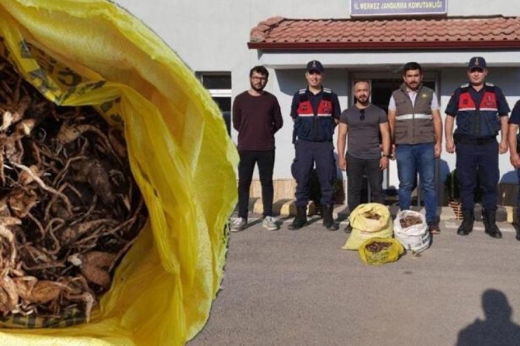 Sivas'ta ka&ccedil;ak salep toplayanlara servet değerinde ceza verildi