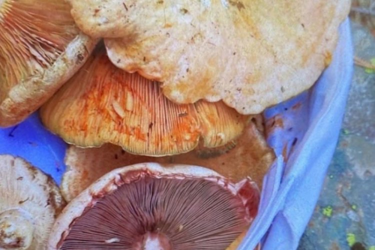 Artvin'de mantardan zehirlenen 6 kişi tedavi altına alındı