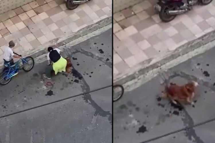Gezdirmeye &ccedil;ıkardığı k&ouml;peğine şiddet uyguladı