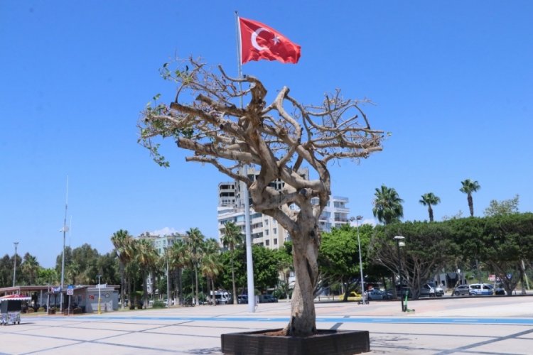 Mersin'deki asırlık ağacın zehirlenmesinde 3 g&ouml;zaltı