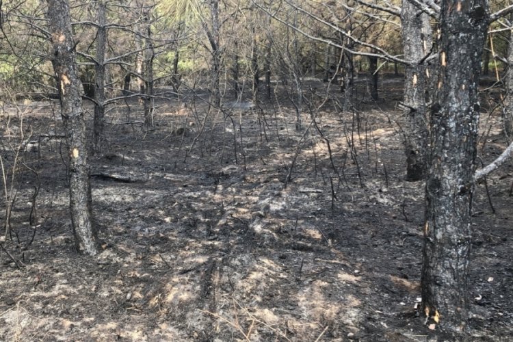 Kırklareli'nde &ccedil;ıkan orman yangınında 5 dekar zarar g&ouml;rd&uuml;