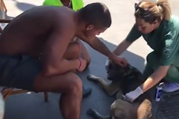İngiliz turistler yaralı k&ouml;peğin yanı başından ayrılmadılar