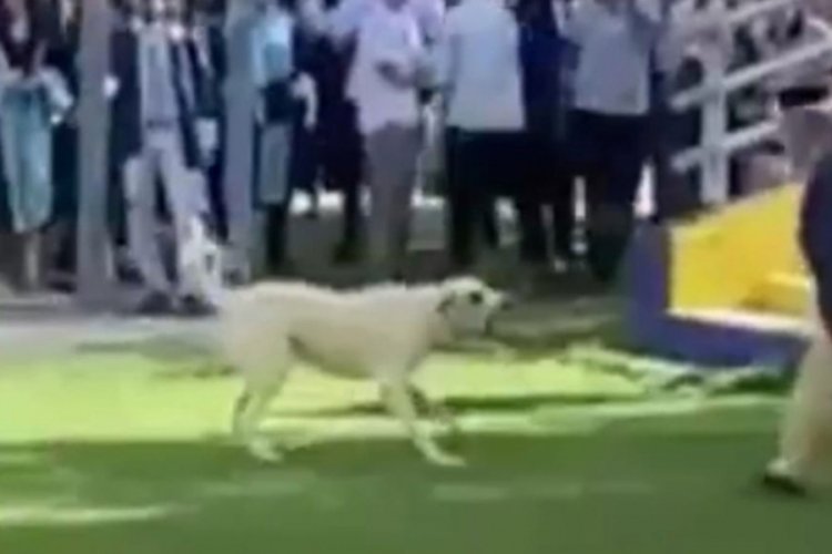 Ege &Uuml;niversitesi mezuniyet t&ouml;reninde k&ouml;pek dehşeti