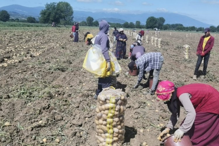 Bursa'da patates hasadı başladı