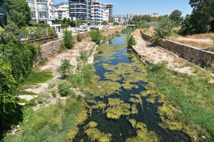 Antalya'da dereye atılan &ccedil;&ouml;pler, balıkları &ouml;ld&uuml;r&uuml;yor