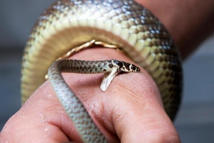 İngiltere'de yılanların ısırdığı kişilerin sayısı hızla artıyor