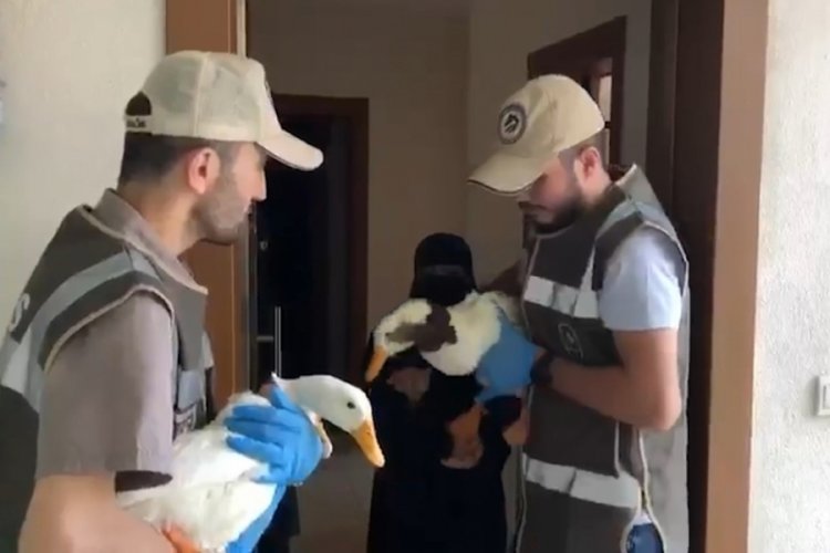 G&ouml;lete bırakılmak istenen &ouml;rdekler korumaya alındı