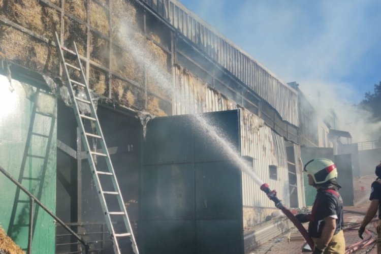 Mudanya Burgaz'da bağ evi yandı hayvanlar telef oldu