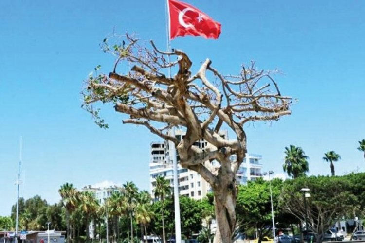 Mersin'in simge ağacının kurutulmasındaki 3 ş&uuml;pheli serbest bırakıldı