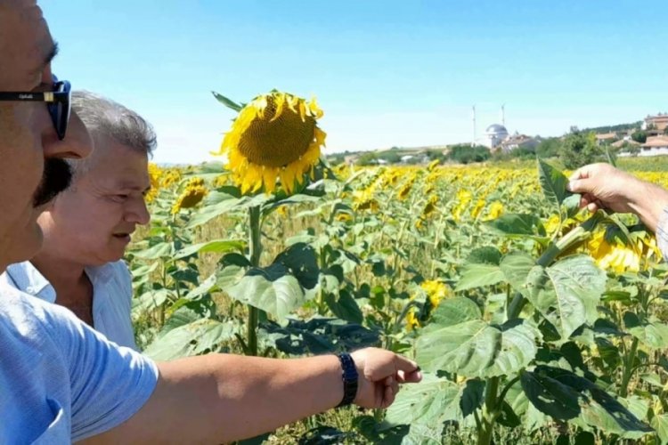 Bursa'da &ccedil;ayır tırtılı istilası devam ediyor