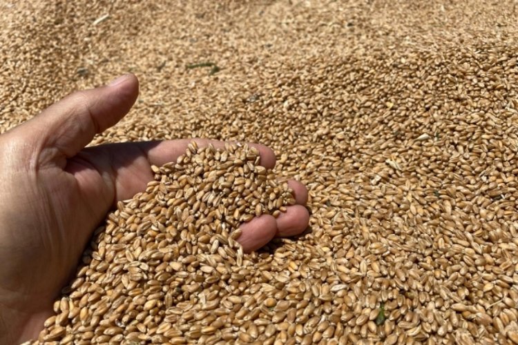 Bursa Nil&uuml;fer'de ekolojik buğdayında hasat başladı