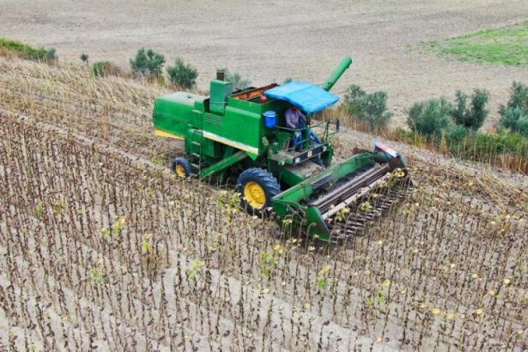 Ukrayna-Rusya savaşından sonra &ouml;nemi artan ay&ccedil;i&ccedil;eğinde hasat başladı