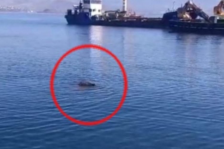 Muğla Bodrum'da denizde domuz y&uuml;zerken g&ouml;r&uuml;nt&uuml;lendi