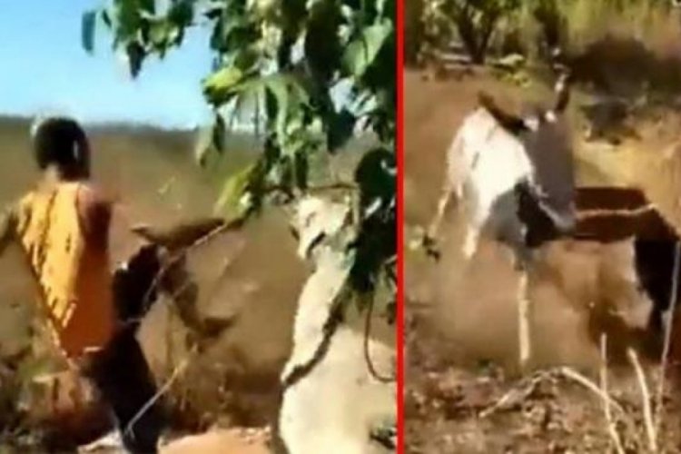 Eşeğe işkence etti, sonra ayağından ısırıldı