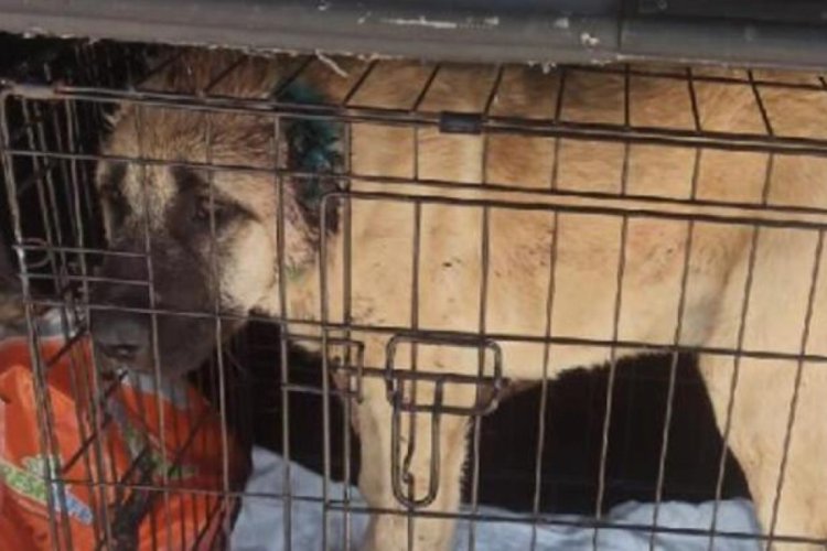 Dehşet olay! Yavru k&ouml;peğin kulakları kesildi, kafa derisi y&uuml;z&uuml;ld&uuml;