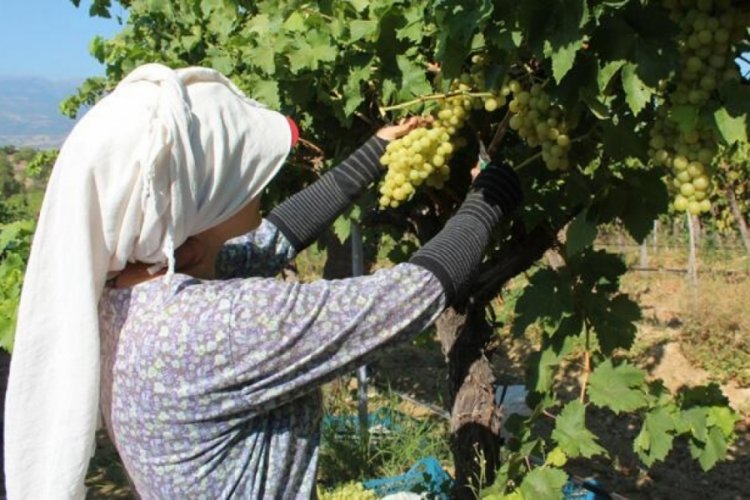 Hasat edilen &uuml;z&uuml;mlerde ilk ihra&ccedil; tırları yolda