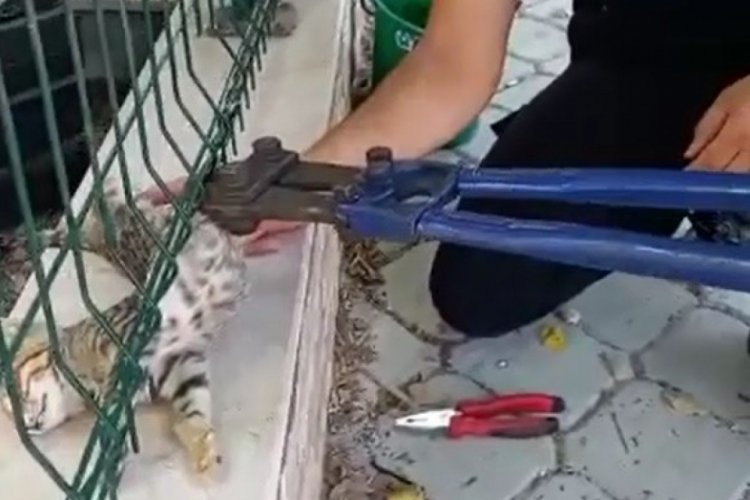 Tel &ouml;rg&uuml;ye sıkışan kediyi itfaiye ekipleri kurtardı