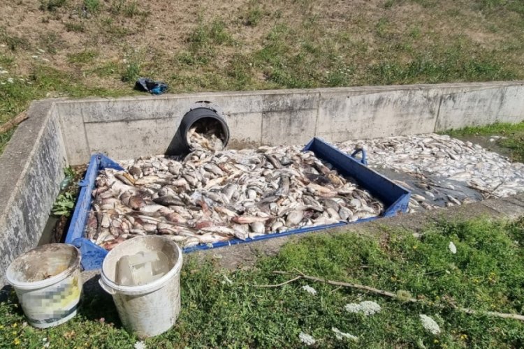 &Ccedil;ekya'da tonlarca balık telef oldu