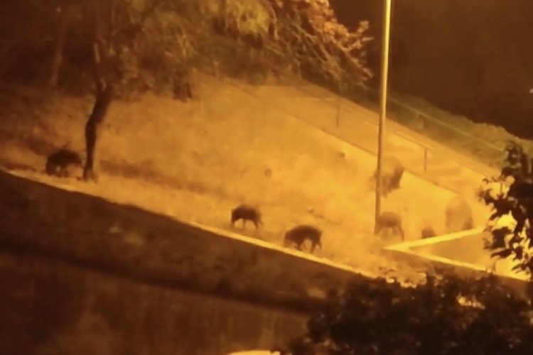 Bursa'da domuz s&uuml;r&uuml;s&uuml; şehir merkezine indi