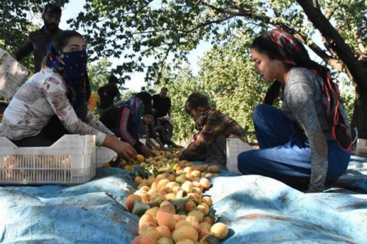 Malatya'da kayısı hasadı