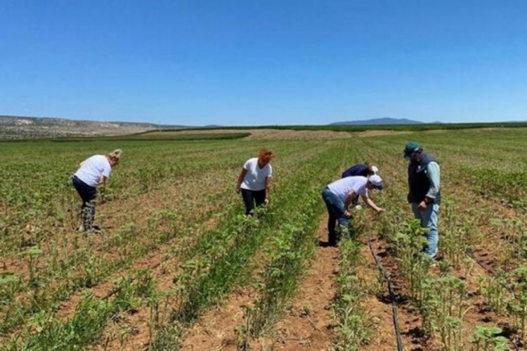 Eskişehir'de &ccedil;ayır tırtılı istilası