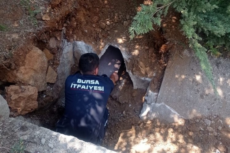 Bursa'da yavrularıyla birlikte zifte yapışan k&ouml;pek itfaiye ekipleri tarafından kurtarıldı